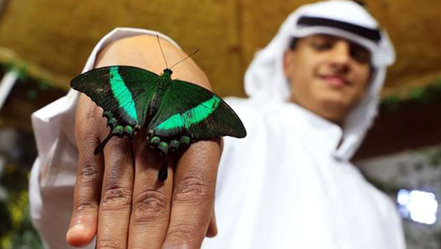 _حديقة دبي للفراشات تفتتح أبوابها للجمهور يوم 17 ديسمبر 2015
