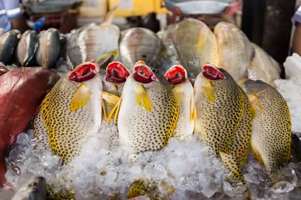 بالصور | الروعة والجمال في سوق السمك ديرة بدبي