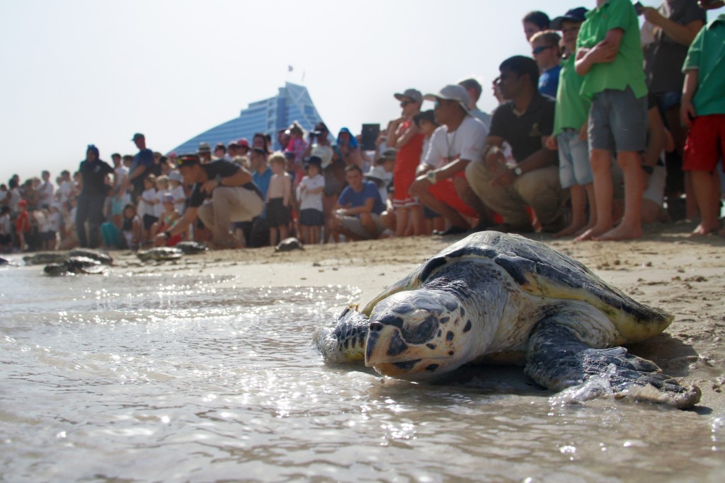 A critically endangered hawksbill turtle 2