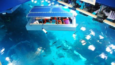 Visitors enjoy Glass Bottom Boat rides at Dubai Aquarium Underwater Zoo