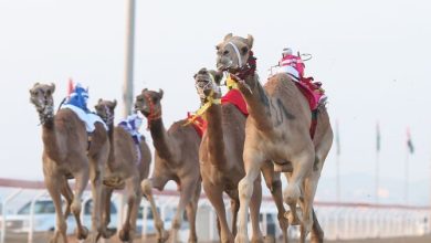 20140317_Al-Marmoom-Heritage-Festival-2014-2