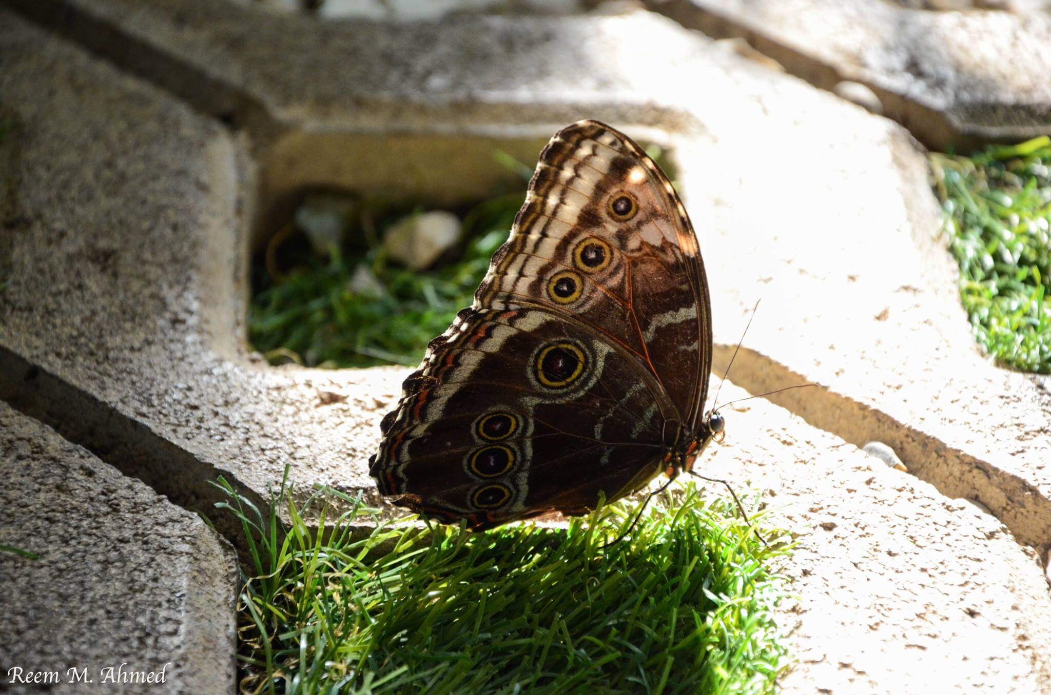 أجمل صور حديقة الفراشات بعدسة المصورة الإمارتية ريم