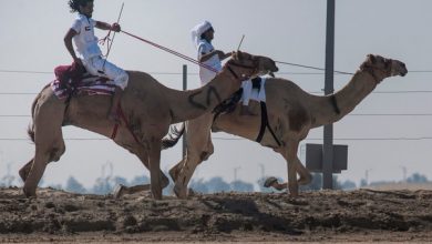 دبي تستضيف ماراثون اليوم الوطني للهجن إحتفالاً بعيد الإتحاد 2017