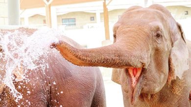 الفيلة مادو ورادا في حديقة الإمارات للحيوانات