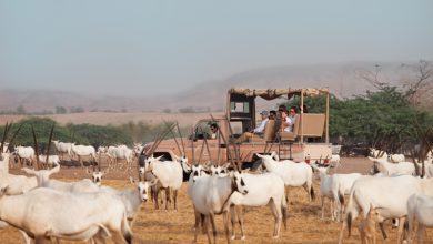 عطلة الصديقات من أنانتارا في جزيرة صير بني ياس