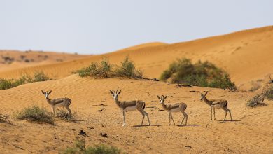 منتجع الريتز كارلتون رأس الخيمة يحتضن 80 غزال من غزلان الريم العربي