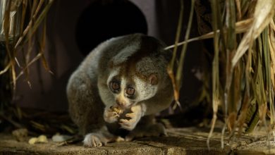 The Green Planet – Slow Loris 7