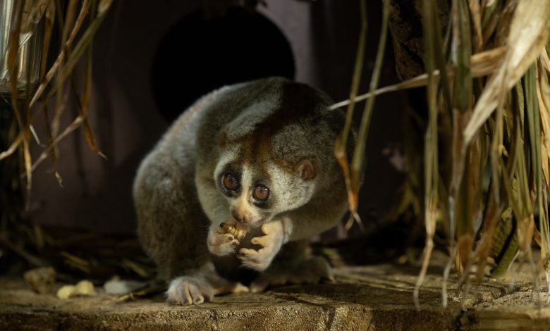 The Green Planet – Slow Loris 7