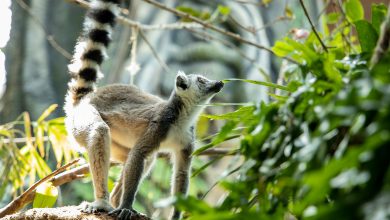 The Green Planet Lemurs-7256