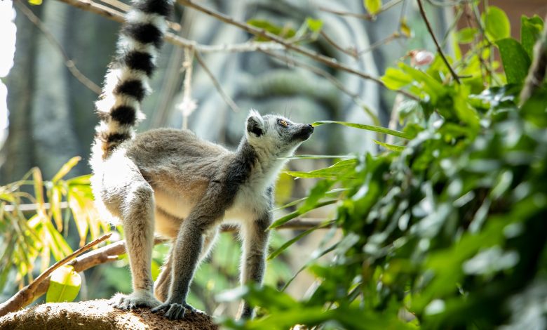 The Green Planet Lemurs-7256