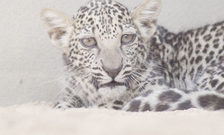 Arabian Leopard Cub