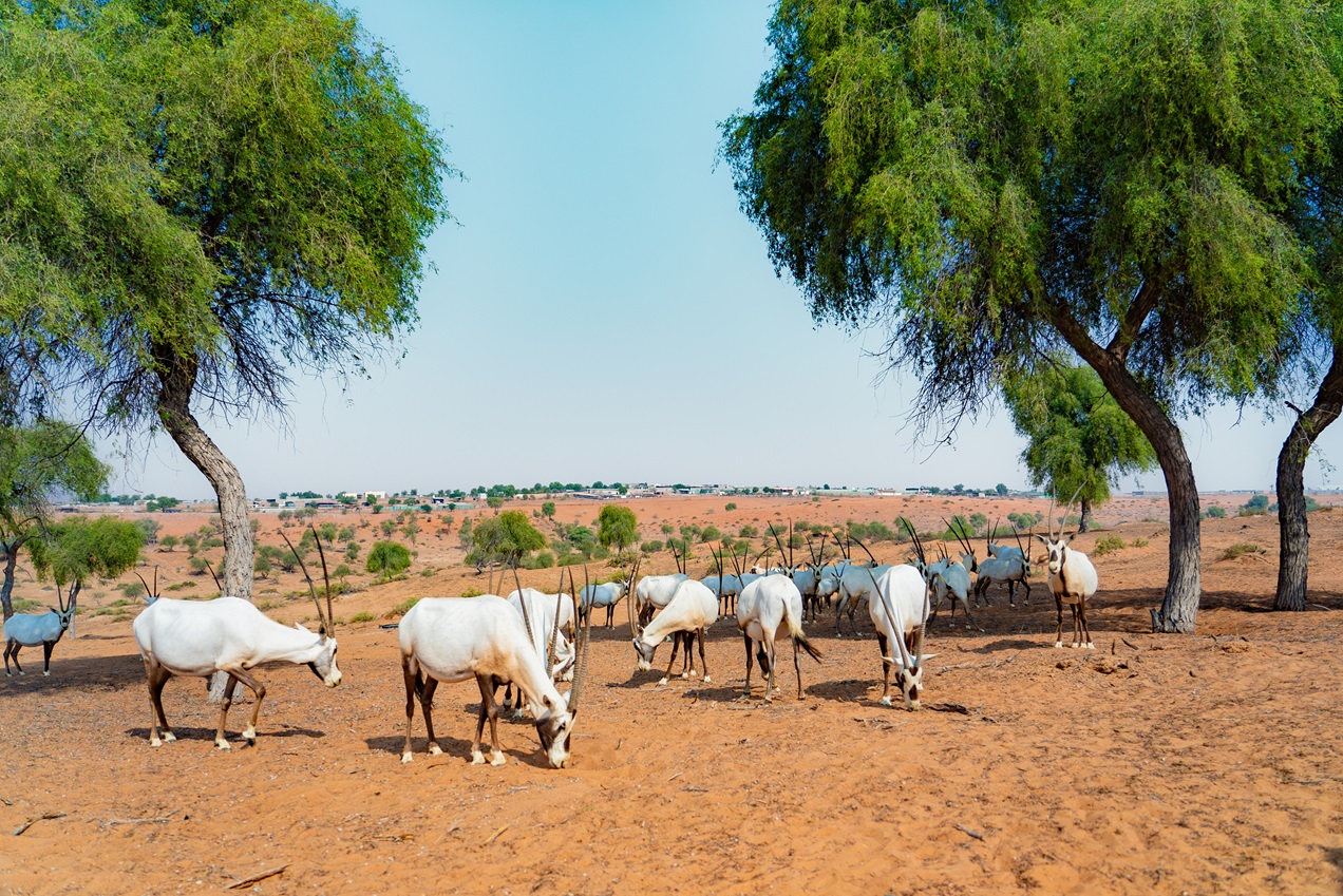 صحراء الوادي