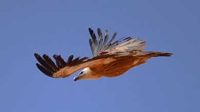 PMBSRR_Griffon vulture in flight