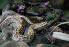 Chinese New Year_Burmese Python Image 1