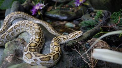 Chinese New Year_Burmese Python Image 1