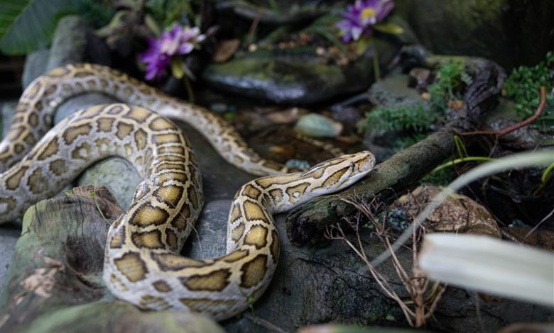 Chinese New Year_Burmese Python Image 1