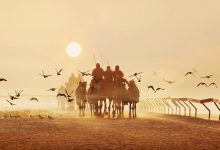 The Morning Caravan – Mustapha Azab