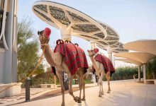 Families take part in camel rides offered during the National Day weekend edition of the Nature & Wonder Festival 1