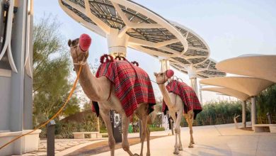 Families take part in camel rides offered during the National Day weekend edition of the Nature & Wonder Festival 1