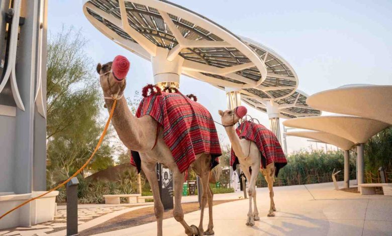 Families take part in camel rides offered during the National Day weekend edition of the Nature & Wonder Festival 1