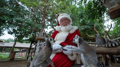 Dubai Safari Park announces first-ever Festive Village experience (2)
