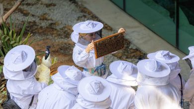 Get hands-on experience into the world of hive care, pollination, and urban biodiversity at Terra Expo City Dubai (3)
