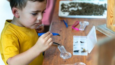 Little explorers discovering big wonders moments of curiosity, learning, and joy at the Bee Festival.