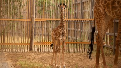 دبي سفاري بارك