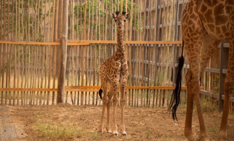 دبي سفاري بارك