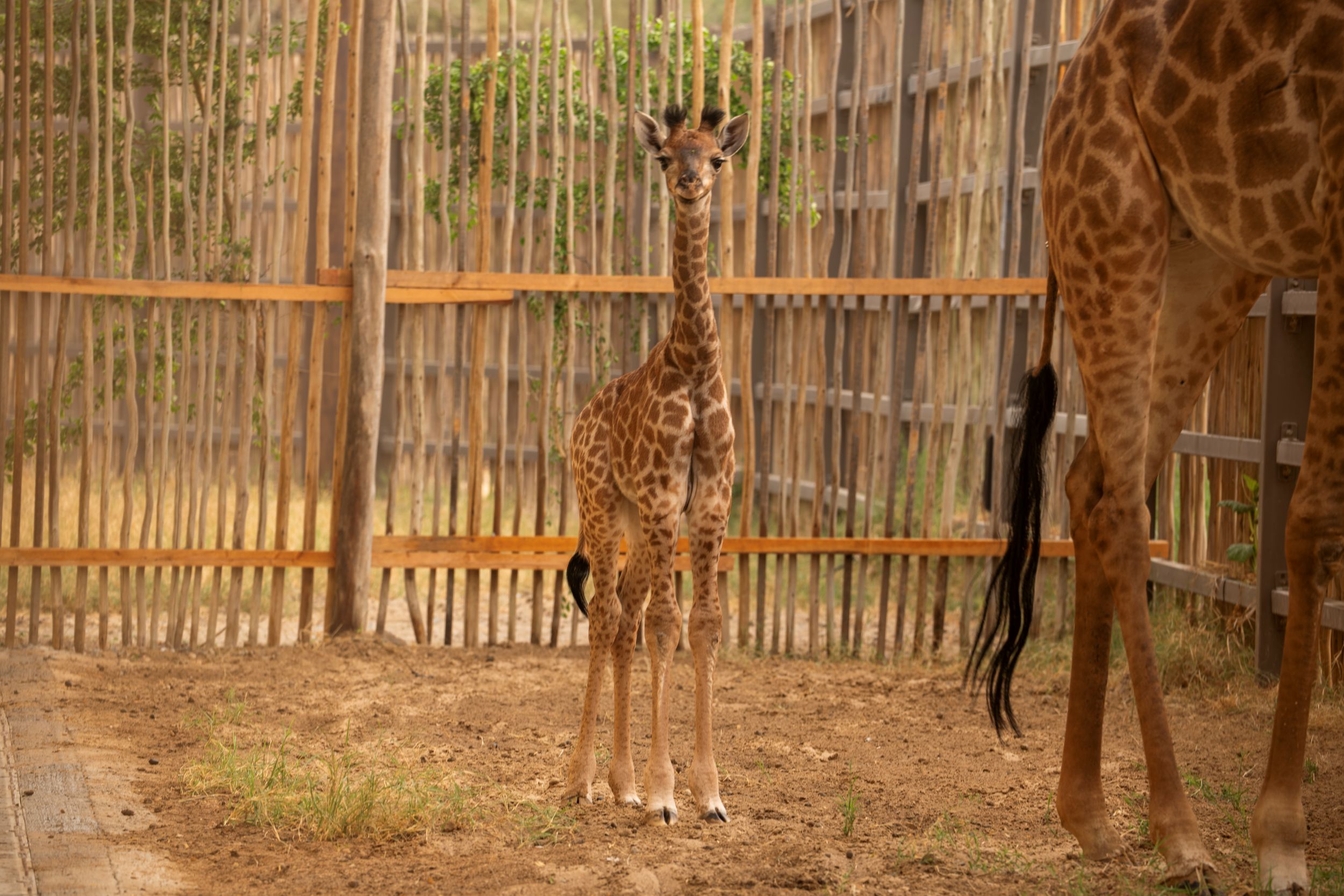 دبي سفاري بارك