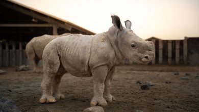 DSP celebrates newborn white rhino calf, Salam (2)