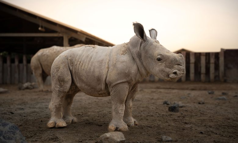 DSP celebrates newborn white rhino calf, Salam (2)
