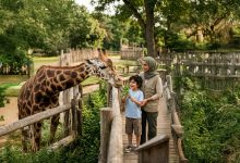 Giraffe Feeding – Al Ain Zoo
