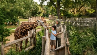 Giraffe Feeding – Al Ain Zoo