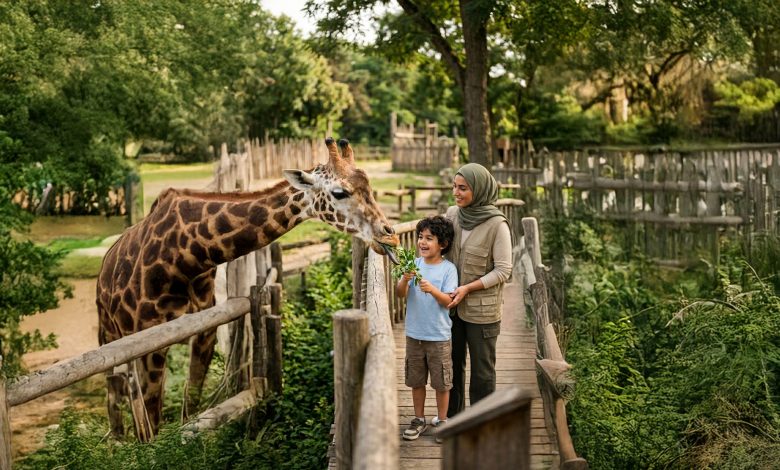 Giraffe Feeding – Al Ain Zoo