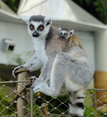 Baby lemur at The Green Planet Dubai_image (3)