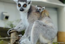 Baby lemur at The Green Planet Dubai_image (3)