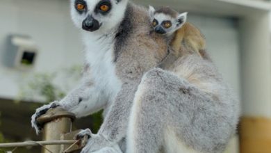 Baby lemur at The Green Planet Dubai_image (3)