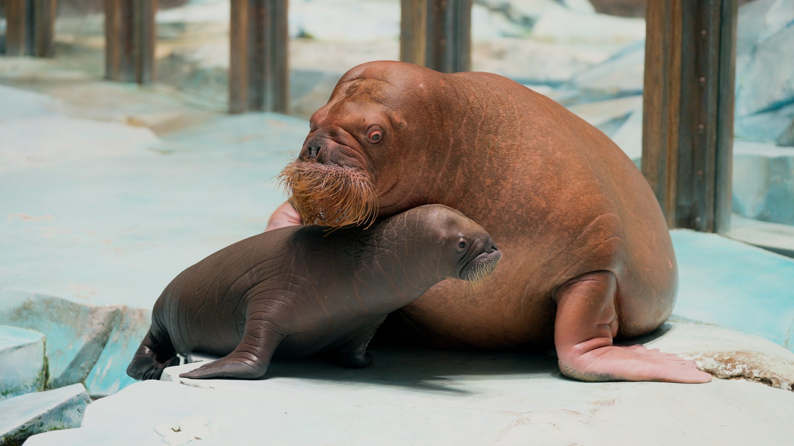 SeaWorld Abu Dhabi Walrus Calf 1