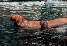 SeaWorld Abu Dhabi Walrus Calf 2