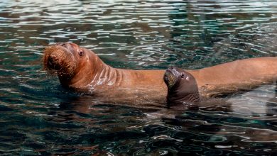 SeaWorld Abu Dhabi Walrus Calf 2