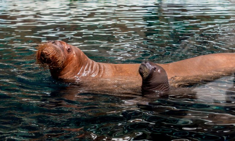 SeaWorld Abu Dhabi Walrus Calf 2