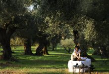 Anazoe Olive Grove Experience (1)
