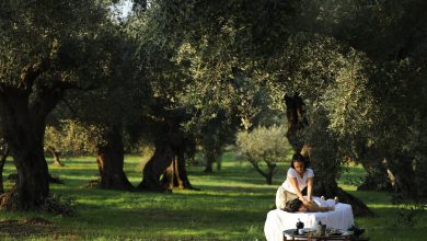 Anazoe Olive Grove Experience (1)